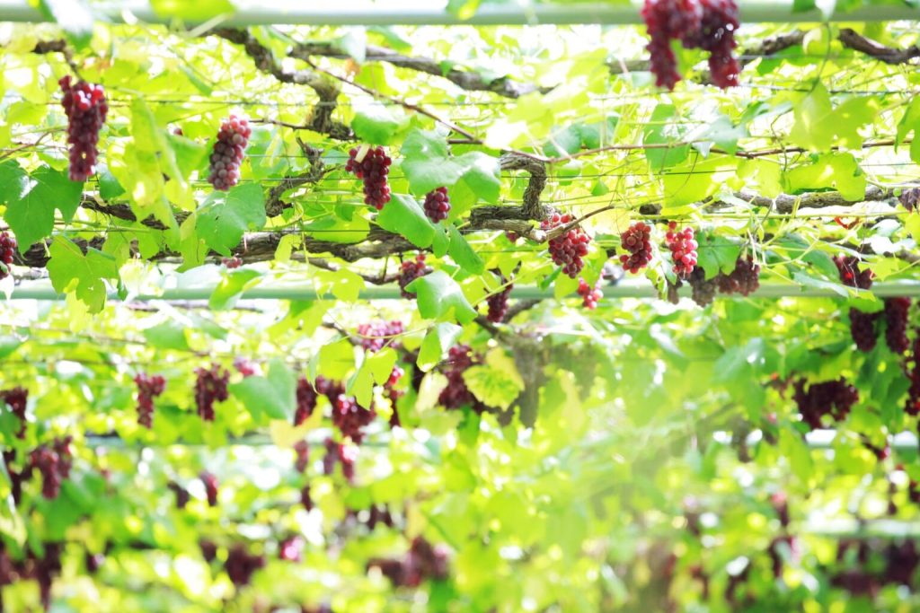 「いただきます」からはじまる、食と命のデザイン